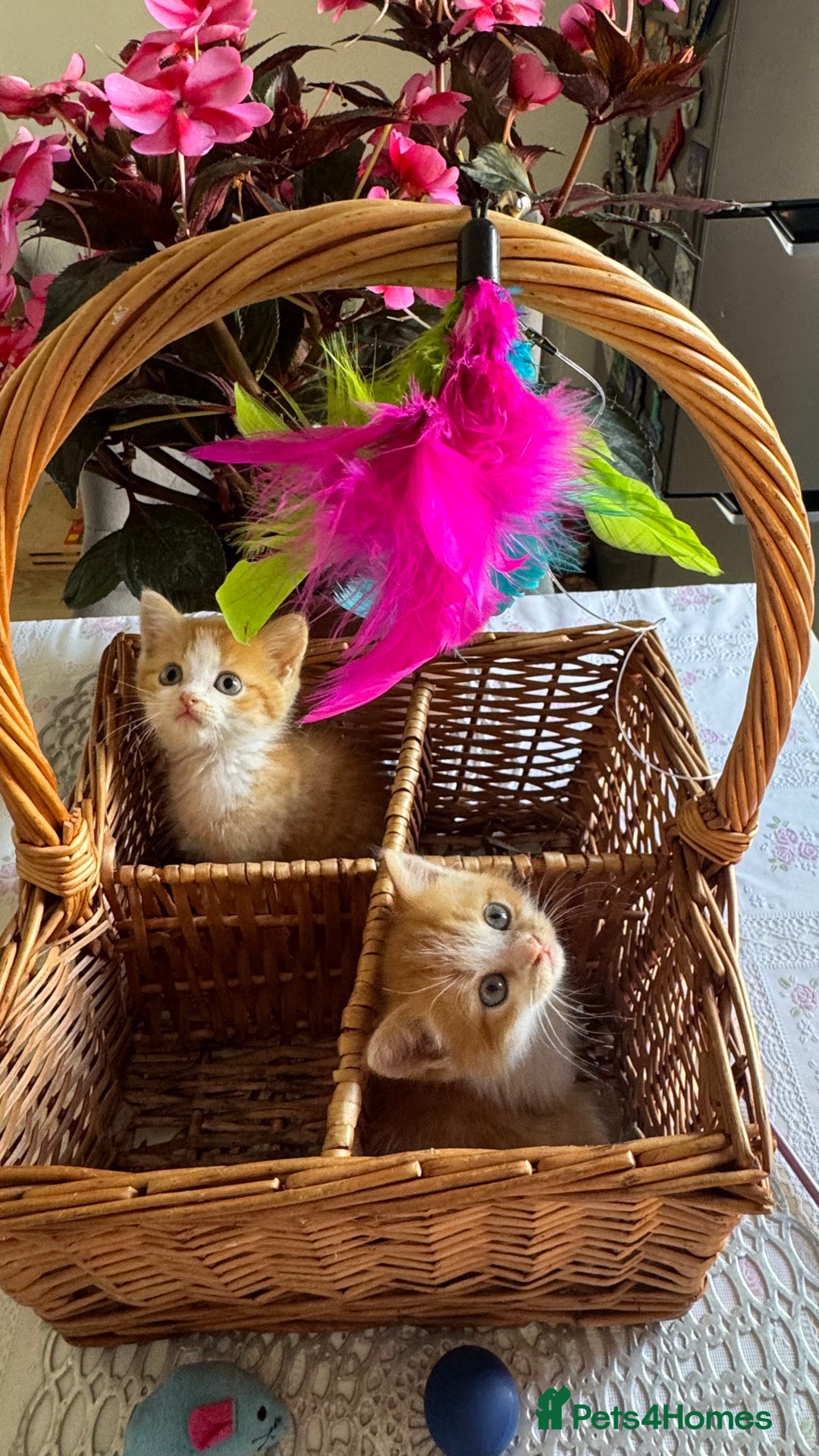 Persian cats for sale: Half Persian 2 Boys  - Image 5