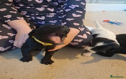 Mixed Breed dogs for sale: Splurcherpoo puppys - Image 19