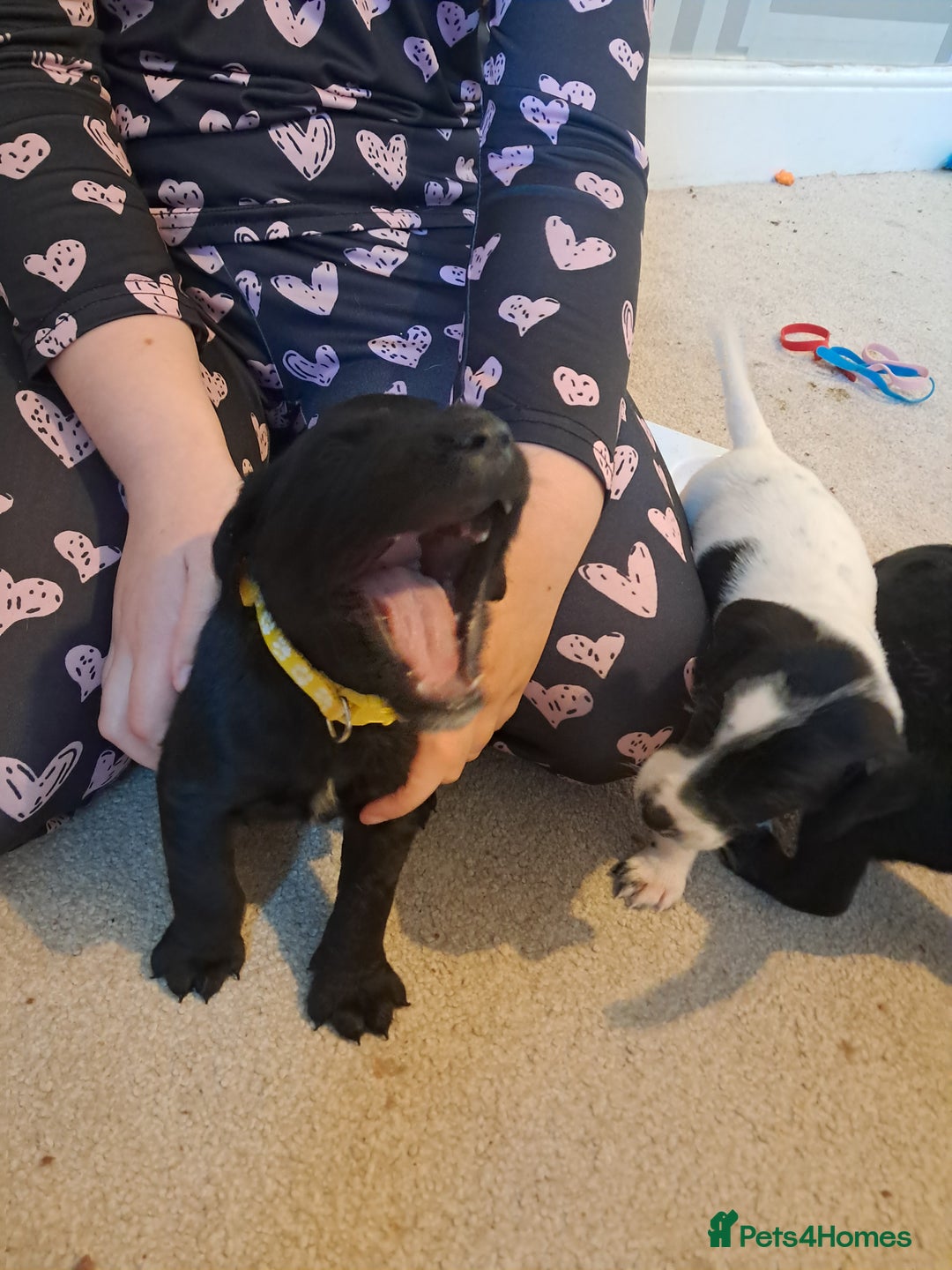 Mixed Breed dogs for sale: Splurcherpoo puppys - Image 19