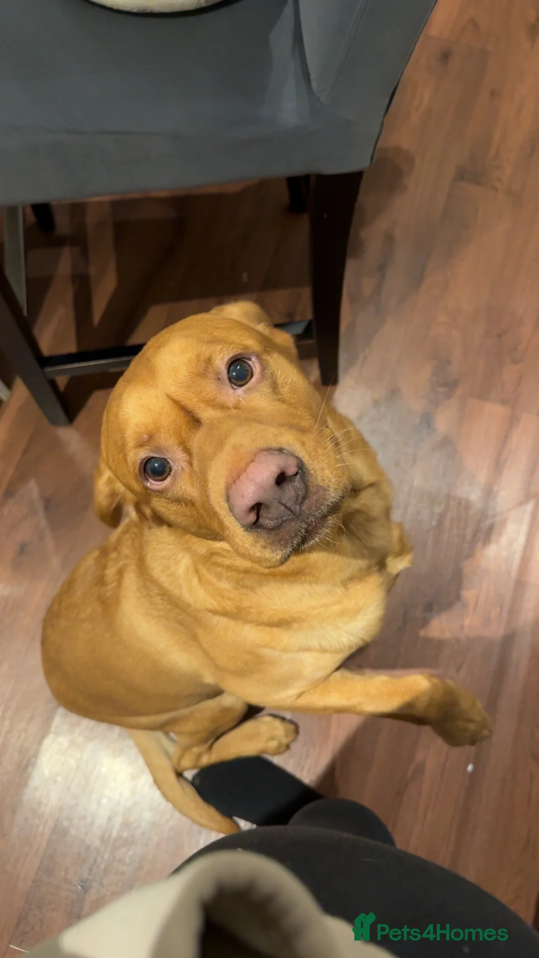 Labrador Retriever dogs for sale: Pedigree Lab - Advert 2