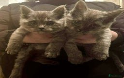 Mixed Breed cats for sale: Fluffy Maine Coon Mix Kittens  - Image 1