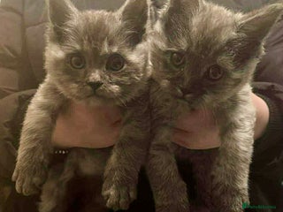 Mixed Breed cats - Advert 15