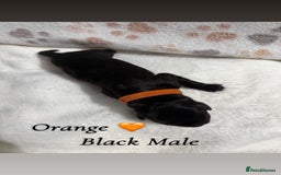 Labrador Retriever dogs for sale: Labrador puppies  - Image 4