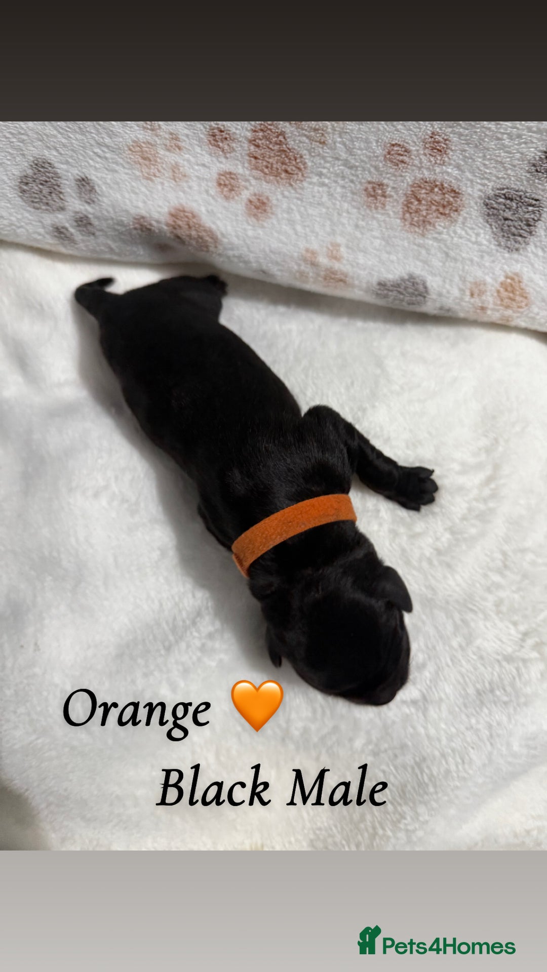 Labrador Retriever dogs for sale: Labrador puppies  - Image 4