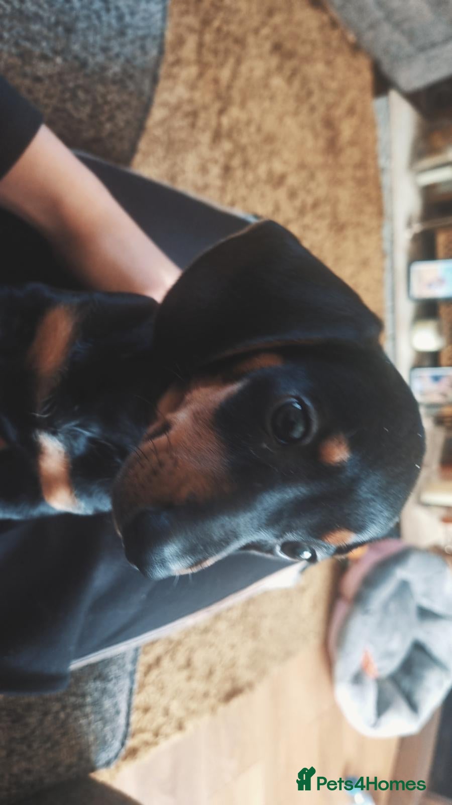 Dachshund dogs Dachshund  - Advert 14
