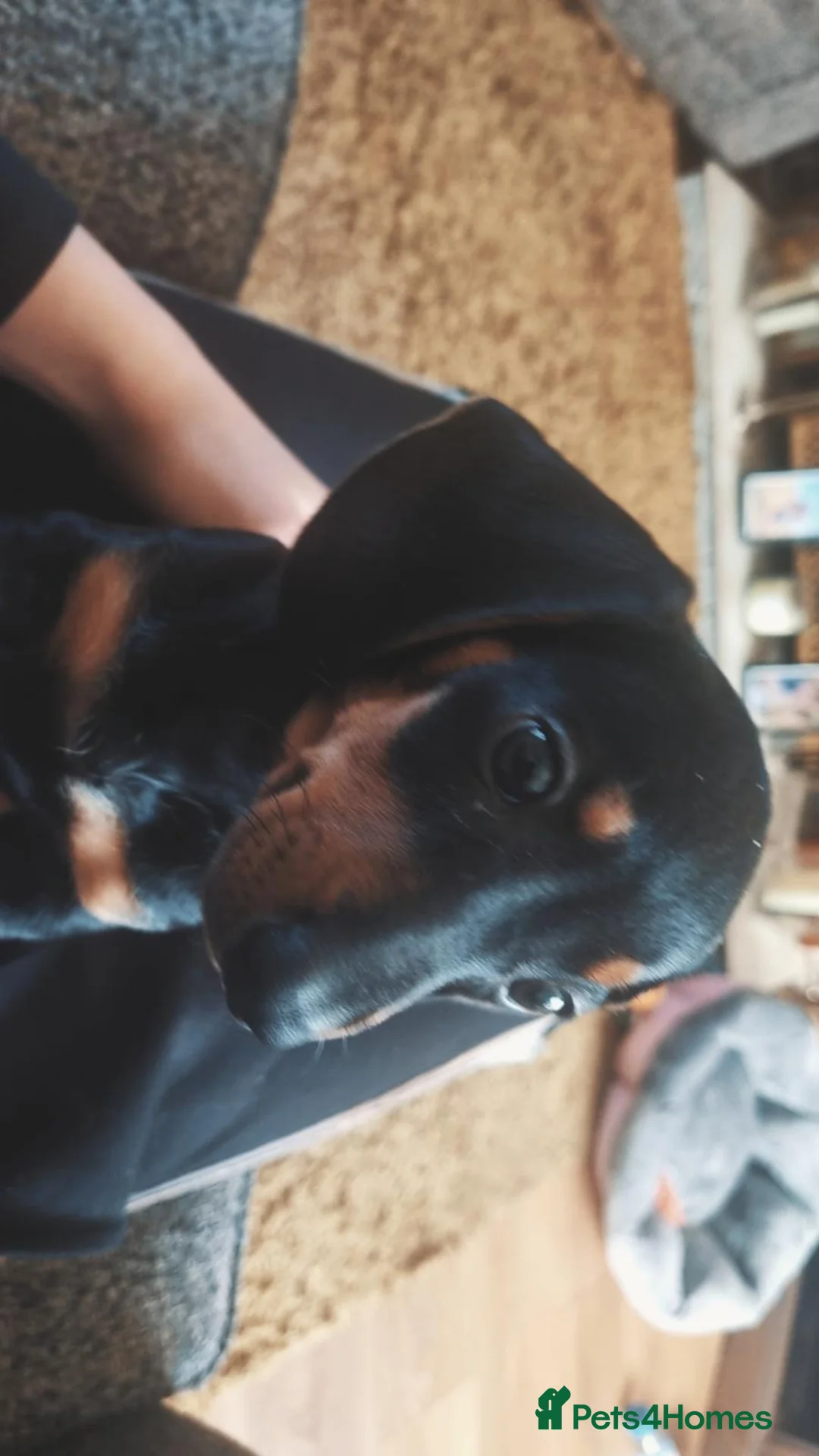 Dachshund dogs for sale: Dachshund  in Brierley Hill - Advert 1