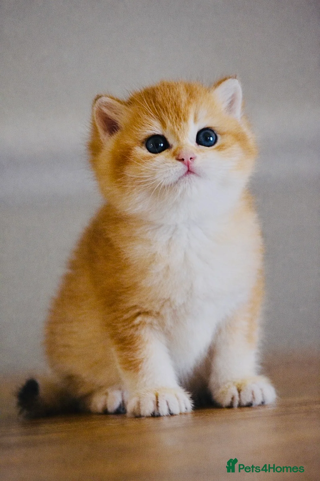 British Shorthair cats for sale: GCCF/TICA Stunning Golden BSH Chinchilla Kittens - Advert 1