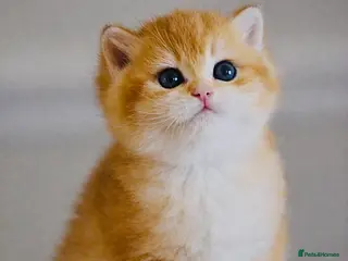 British Shorthair cats GCCF/TICA Stunning Golden BSH Chinchilla Kittens - Advert 2