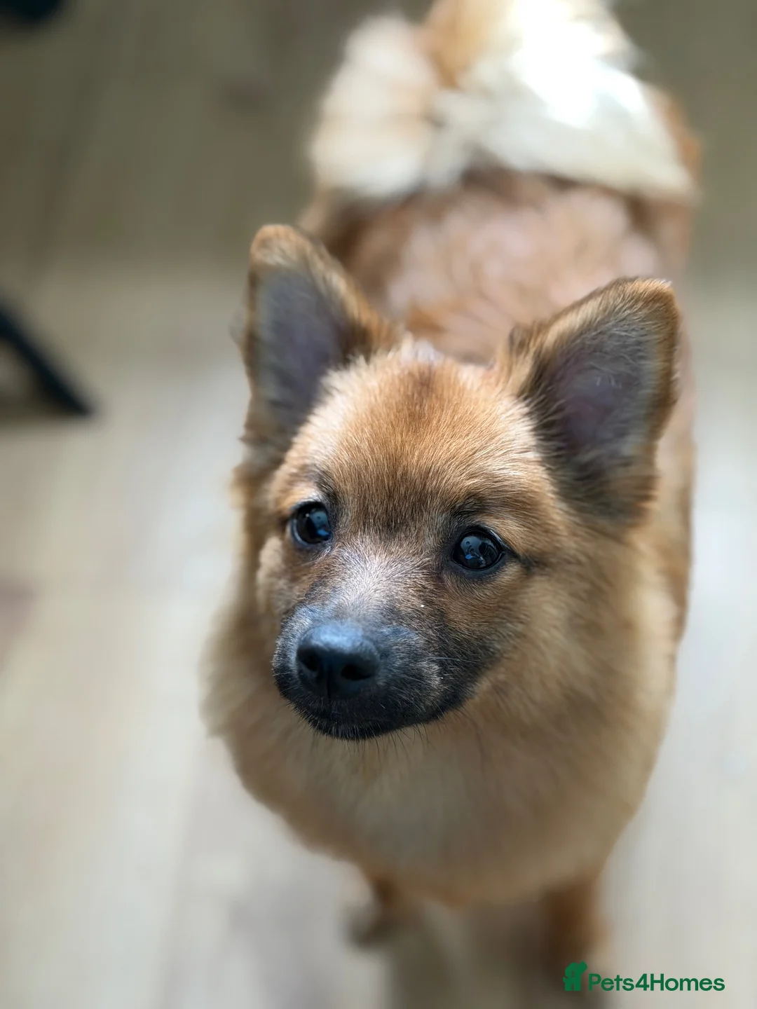 Pomeranian dogs for sale: Russian spitz Pomeranian female  - Advert 3