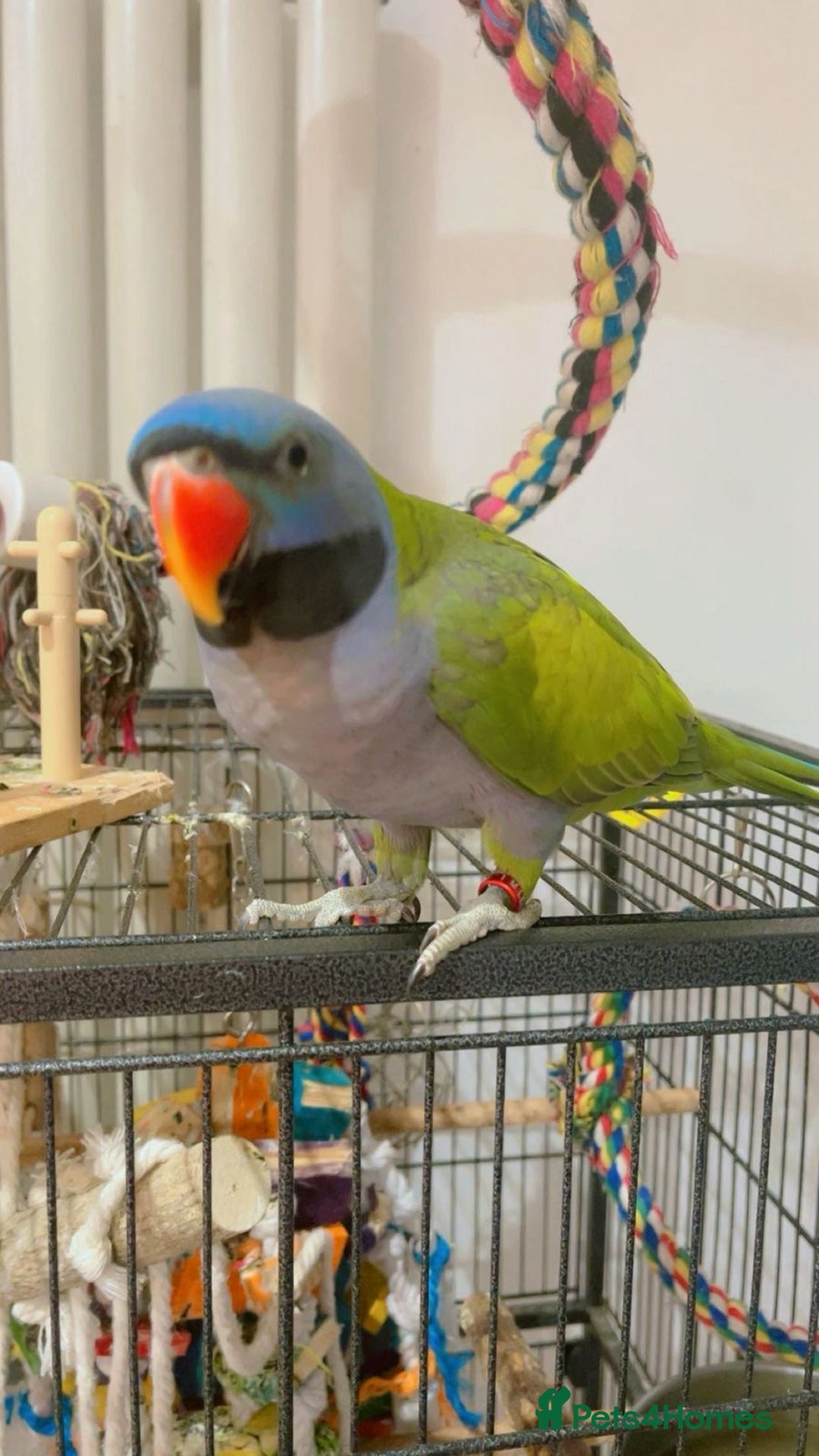 Parrots birds for sale: Male Derbyan  - Advert 1