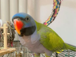 Parrots birds Male Derbyan - Advert 2