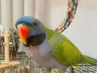 Parrots birds Male Derbyan - Advert 7