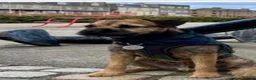 Border Terrier dogs for sale: Beautiful slem clear border terrier puppies  - Advert 14
