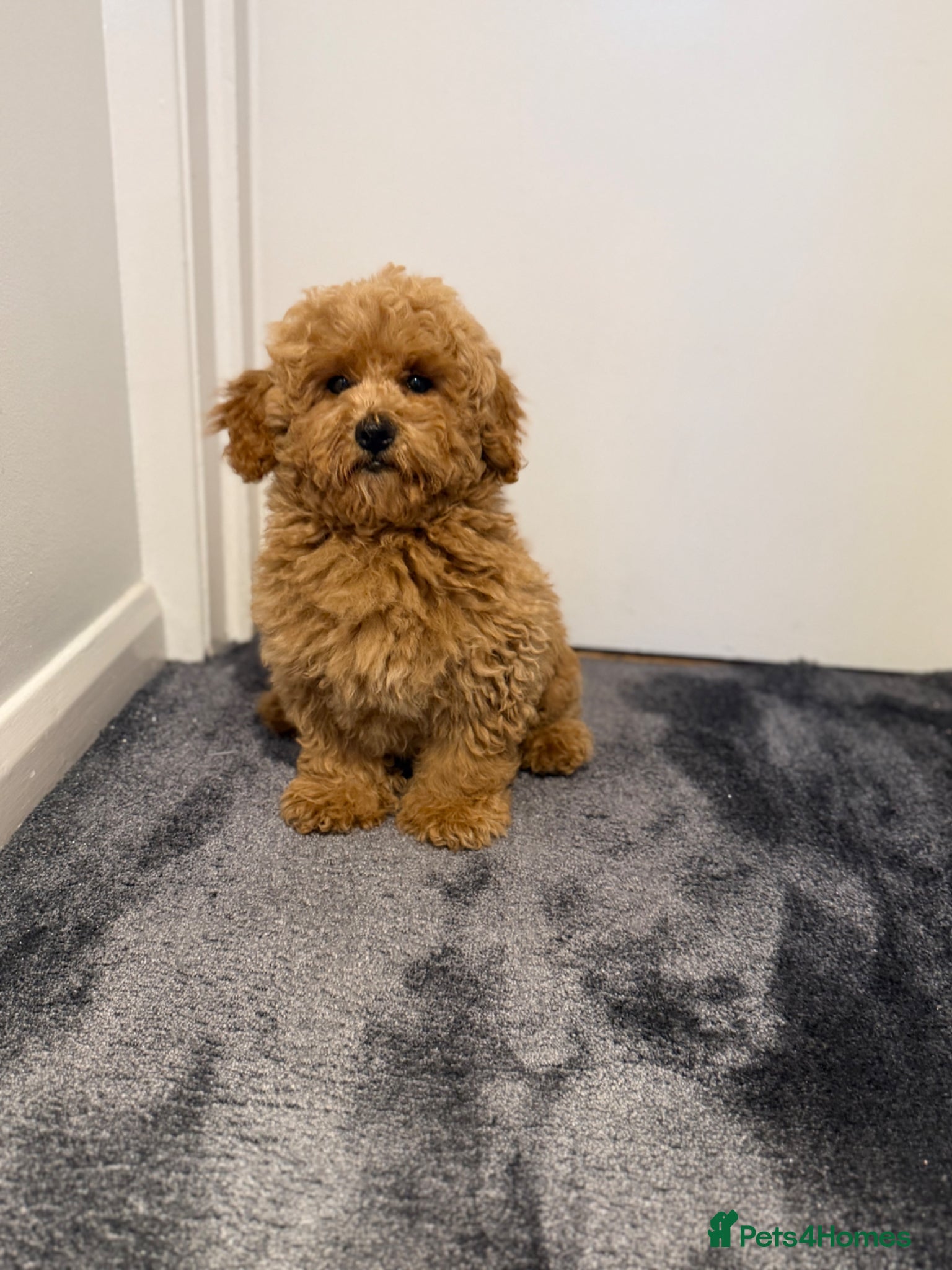 Maltipoo dogs for sale: Beautiful Red Maltipoo puppies for sale  - Advert 13