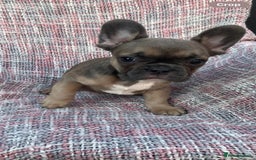 French Bulldog dogs for sale: REDUCED PRICE READY TO LEAVE NOW - Image 7