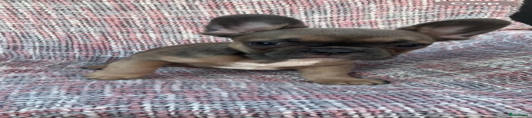 Sable female 