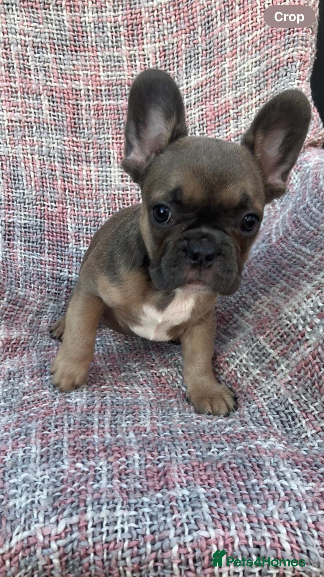 French Bulldog dogs for sale: REDUCED PRICE READY TO LEAVE NOW - Image 7