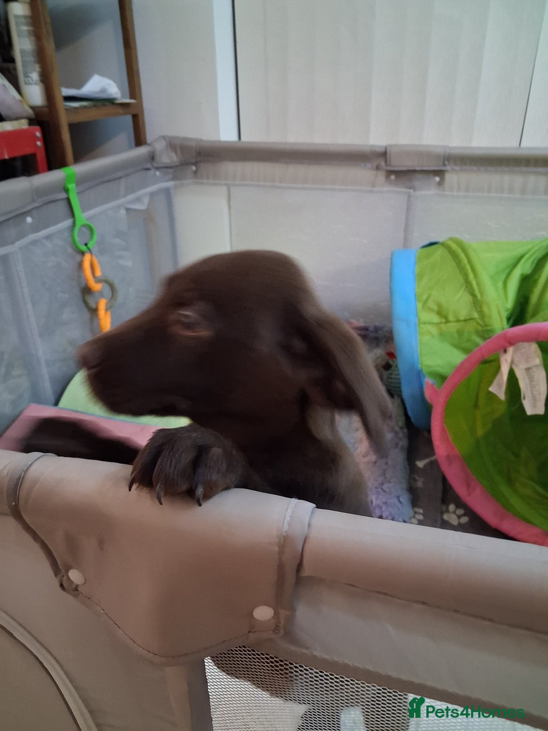 Labrador Retriever dogs for sale: ***chocolate labrador puppy*** - Advert 5