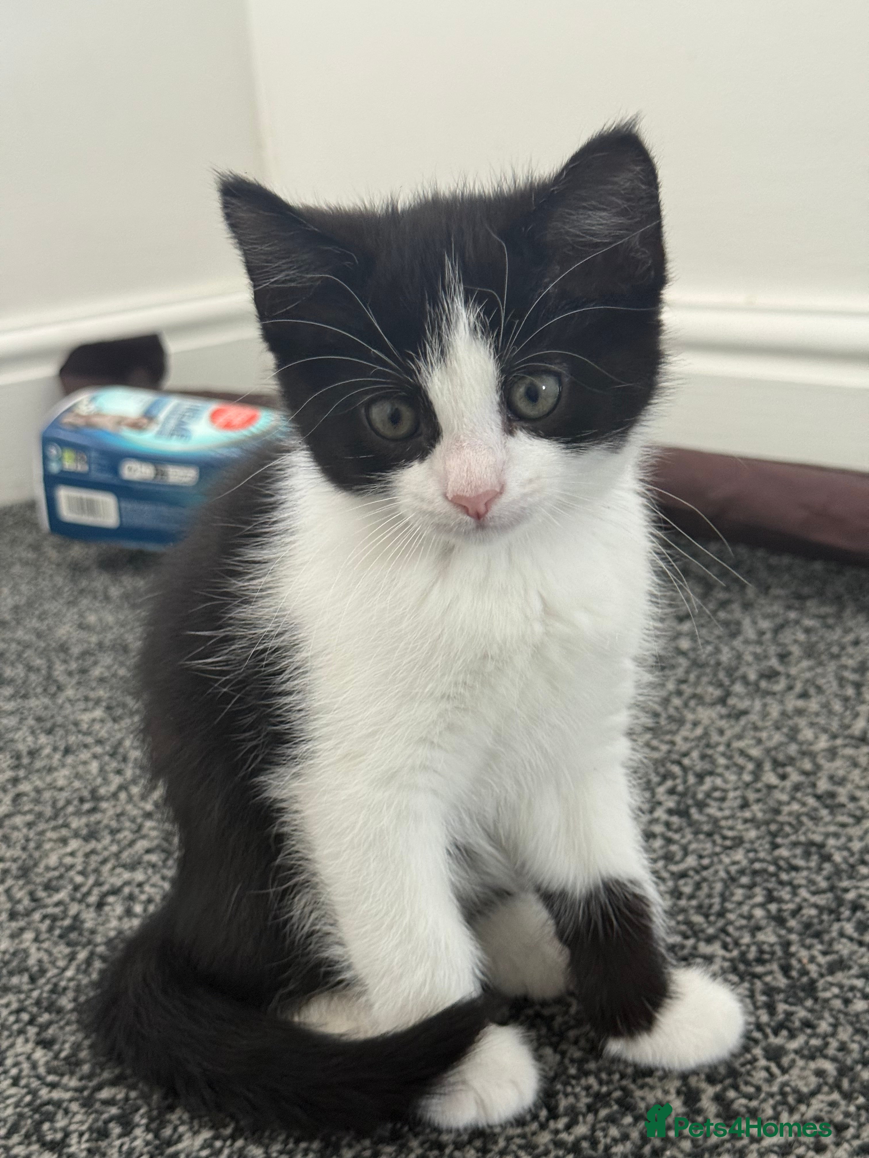 Mixed Breed cats Lovely kitten looking for a family to grow up  - Advert 2