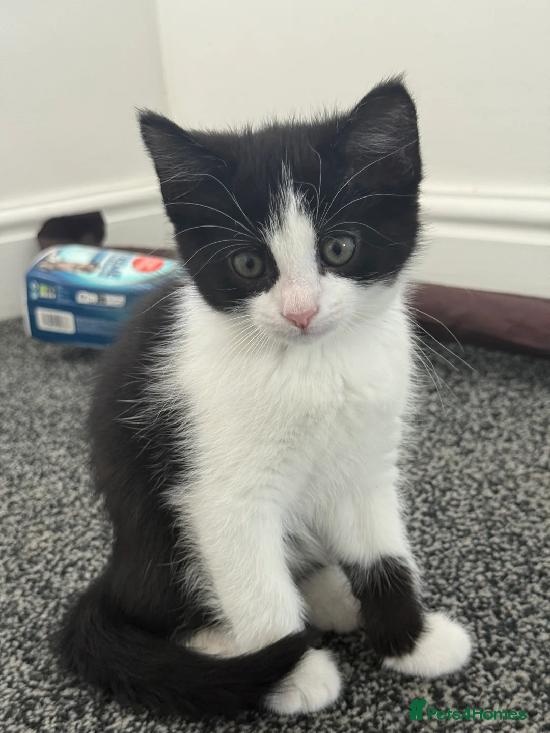 Mixed Breed cats for sale: Lovely kitten looking for a family to grow up  - Advert 1
