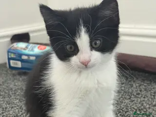 Mixed Breed cats Lovely kitten looking for a family to grow up - Advert 1