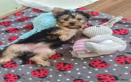 Yorkshire Terrier dogs for sale: Last female Yorkshire Terrier puppy left - Image 13