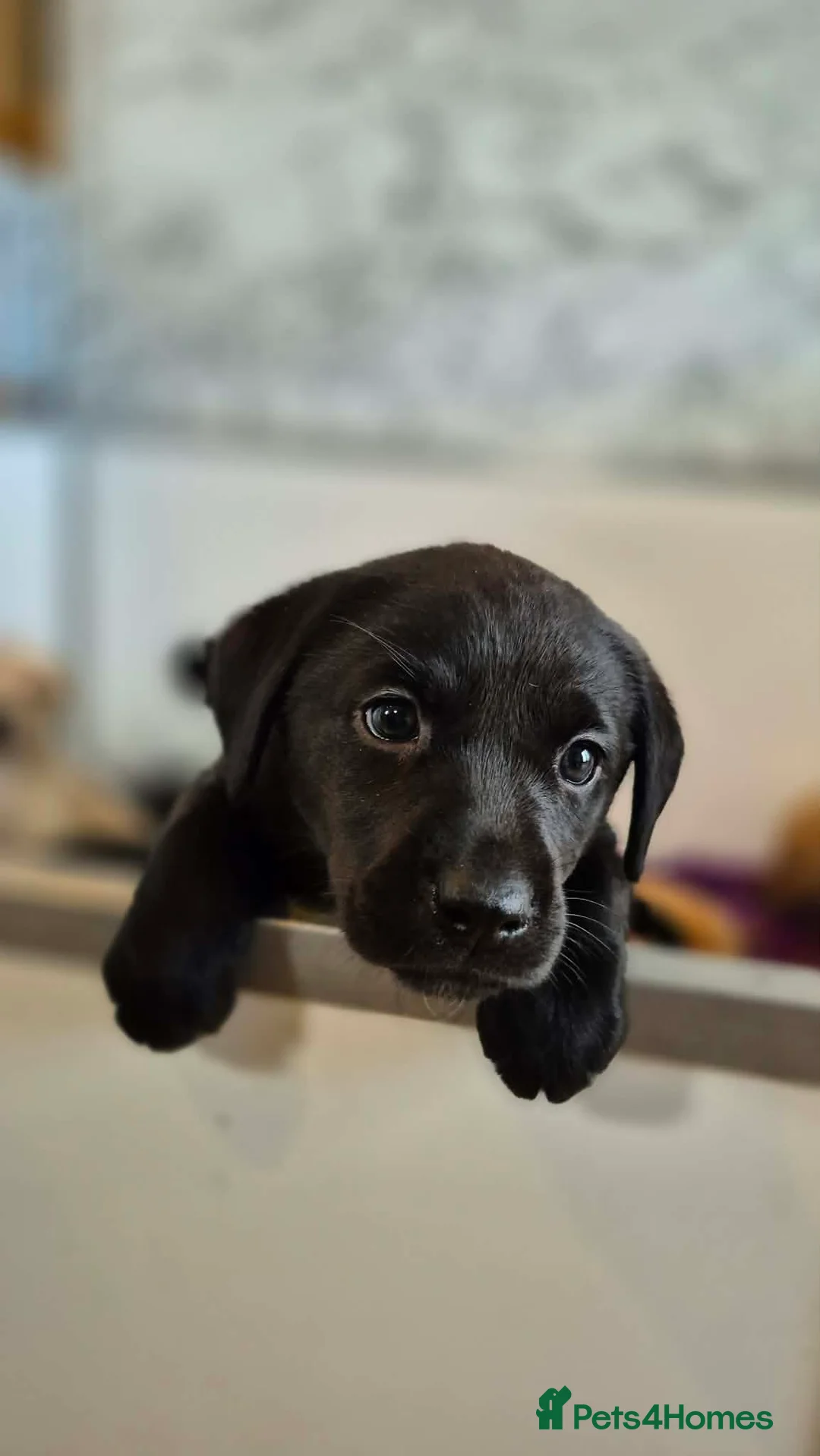 Labrador Retriever dogs for sale: KC Registered Working Labrador pups - Advert 13