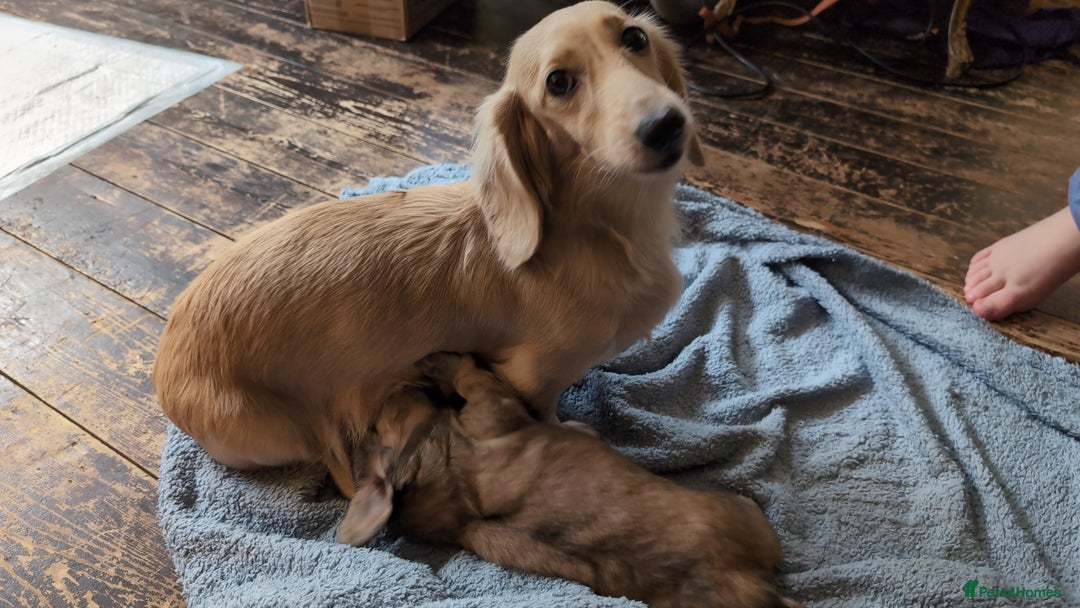 Miniature Dachshund dogs for sale: Stunning Cream Long-Haired Miniature Dachshund  - Advert 1