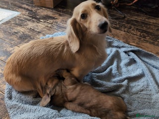 Miniature Dachshund dogs Stunning Cream Long-Haired Miniature Dachshund - Advert 1