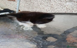 Mixed Breed cats for sale: Fluffy kittens - Image 12