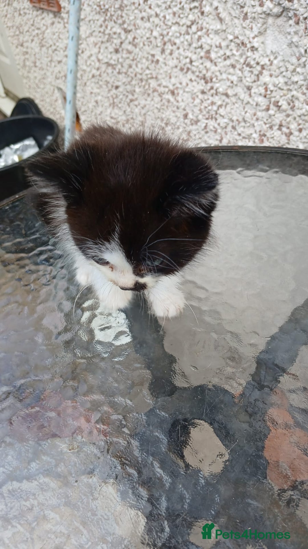 Mixed Breed cats for sale: Fluffy kittens - Image 12