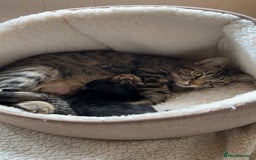 Domestic Shorthair cats for sale: 4 beautiful kittens - Image 5