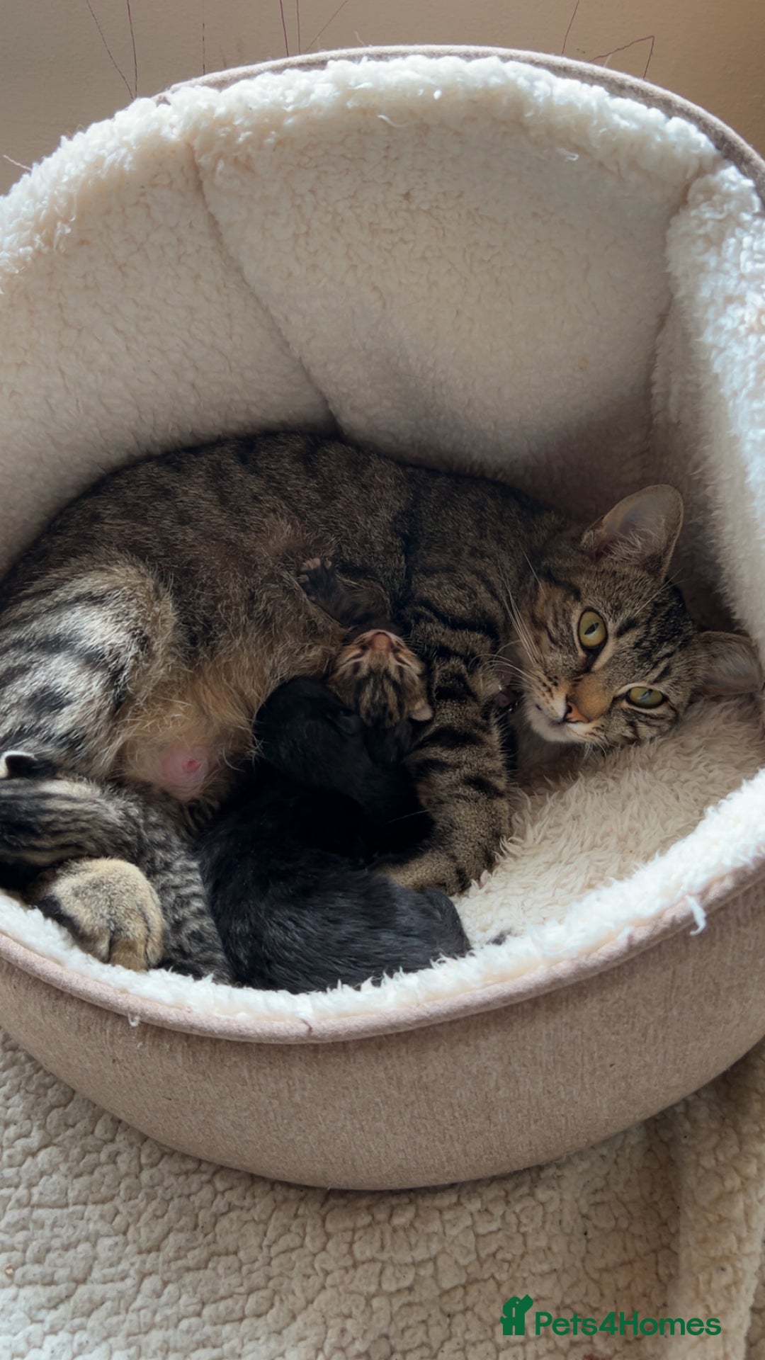 Domestic Shorthair cats for sale: 4 beautiful kittens - Image 5