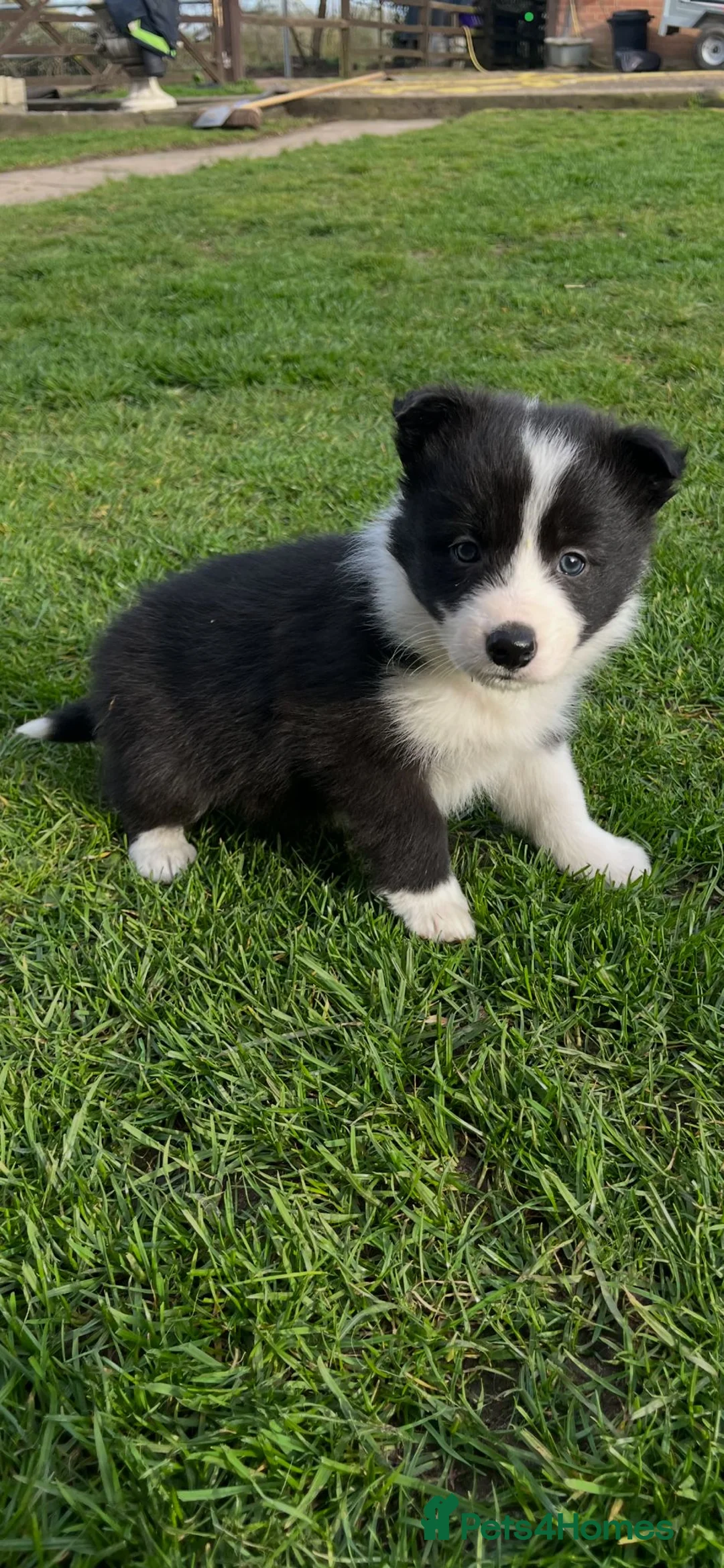 Border Collie dogs for sale: Border collie puppy’s  - Advert 2