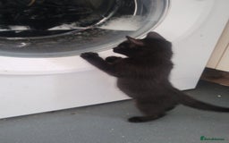 Mixed Breed cats for sale: Black kittens  - Image 2