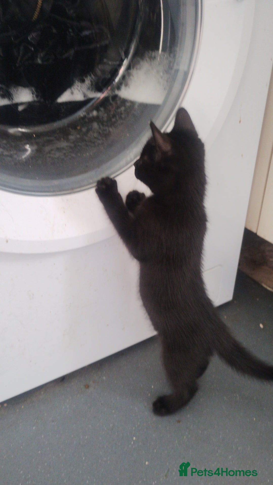 Mixed Breed cats for sale: Black kittens  - Image 2