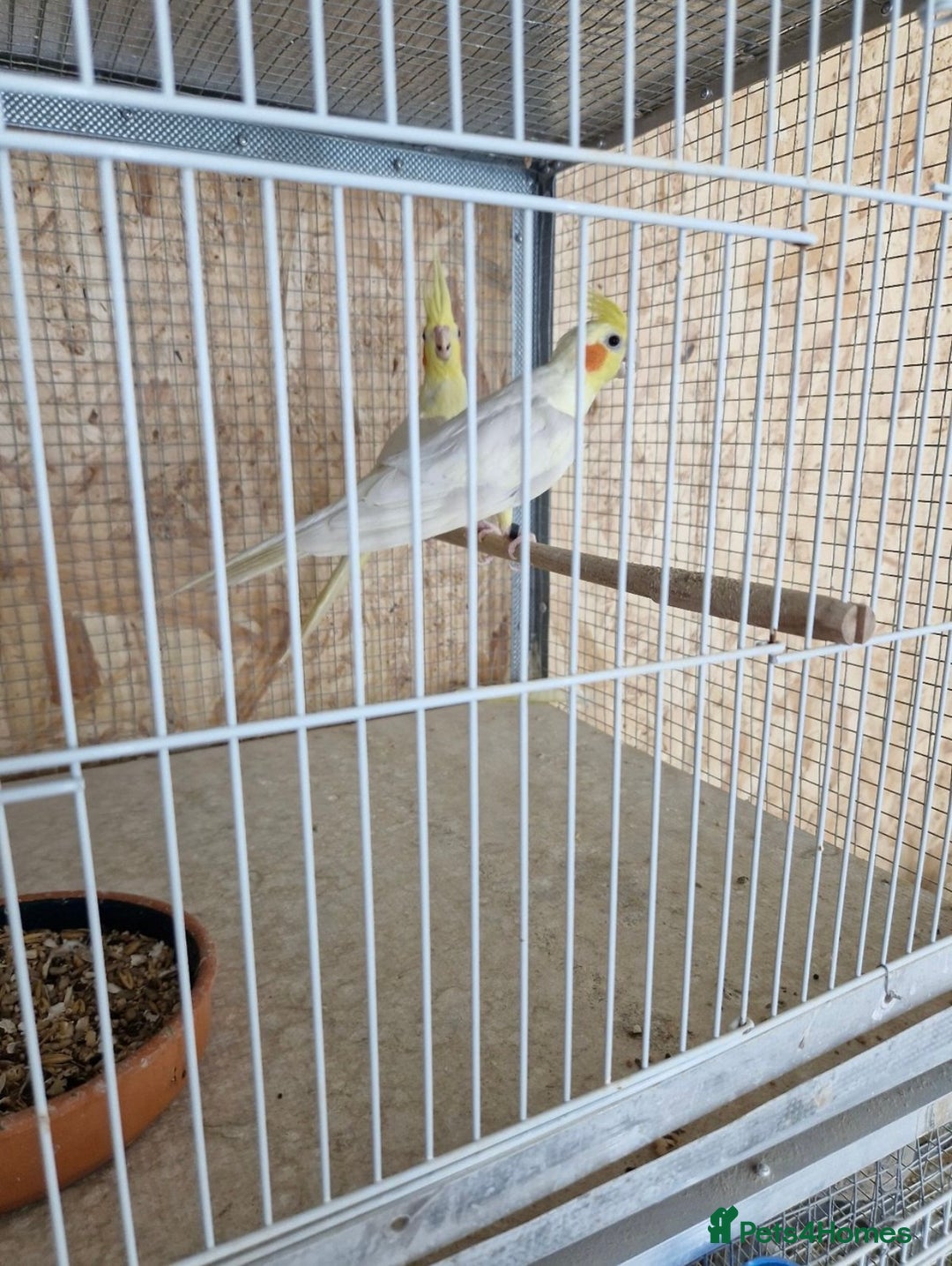Cockatiels birds for sale: Cocktails - Image 3