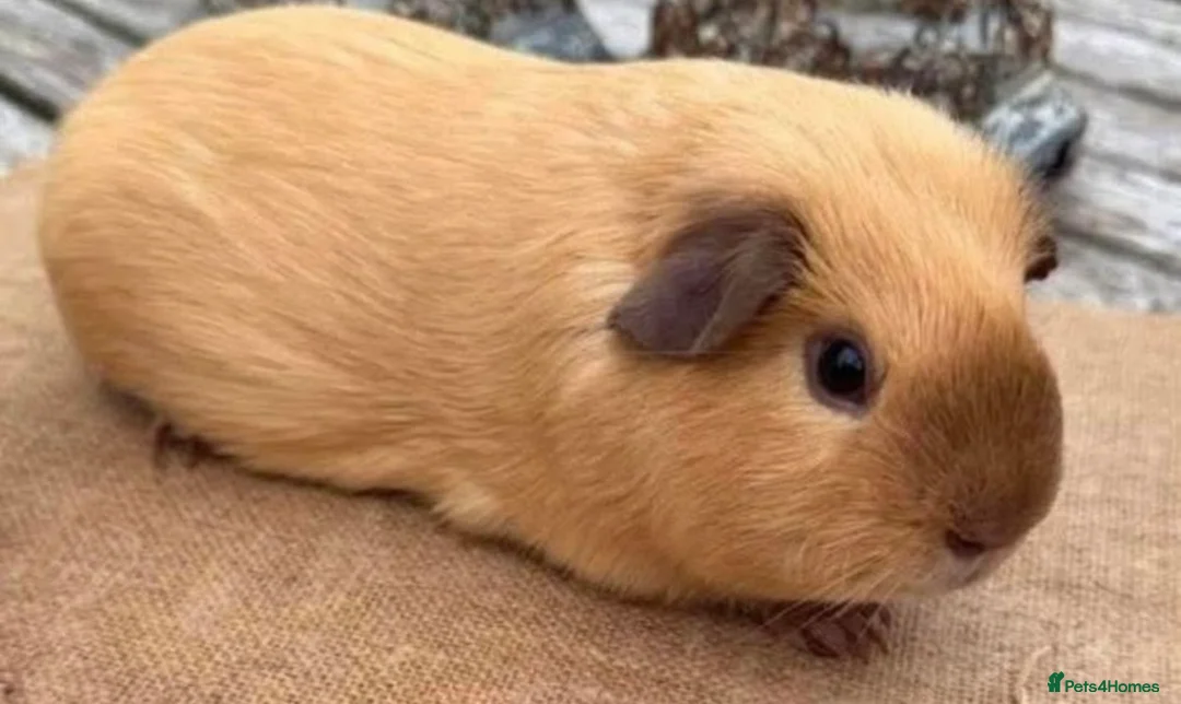 Guinea Pig rodents for sale: Beautiful Cali boar - Advert 1