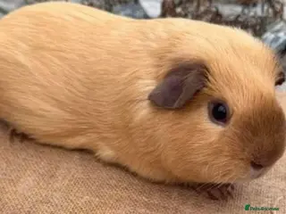 Guinea Pig rodents Beautiful Cali boar - Advert 1
