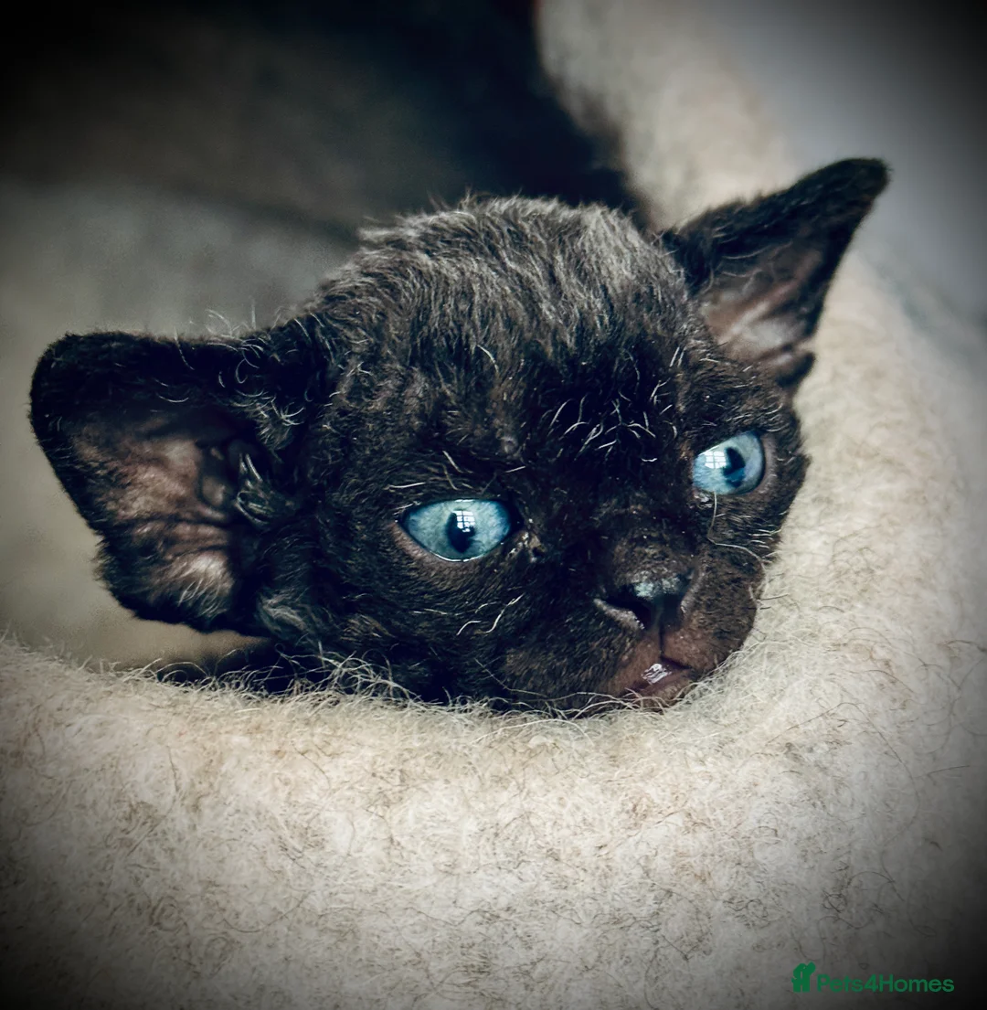Devon Rex cats for sale: Devon Rex Kittens –GCCF Last kitten available BOY  - Advert 10