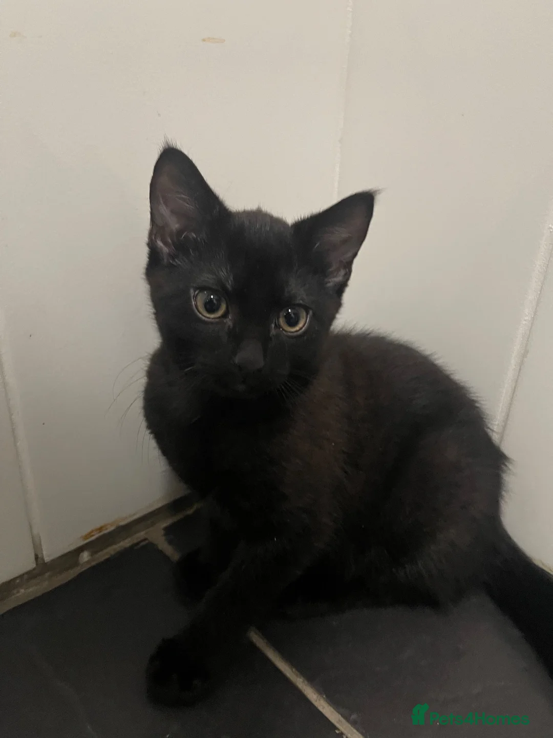 Domestic Shorthair cats for sale: Domestic shorthair kitten on sale in Birmingham - Advert 8