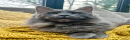 Maine Coon cats for sale: Rare Blue Smoke Maine Coon Kittens – Exceptional  - Advert 9