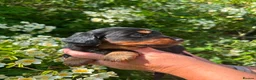 Dachshund dogs for sale: Dachshund puppies in Leicester - Advert 3