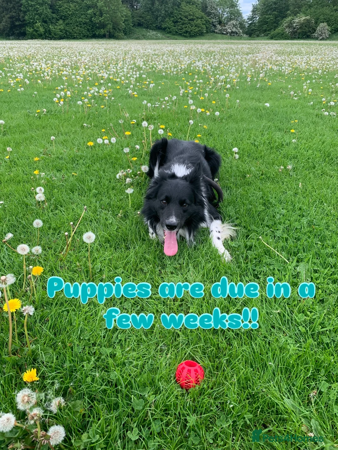 Border Collie dogs for sale: Pure border collie pups - Advert 5