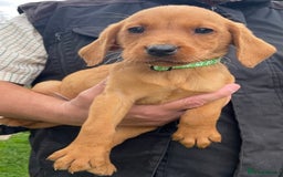 Labrador Retriever dogs for sale: Fox Red/ black Labrador puppies  - Image 1
