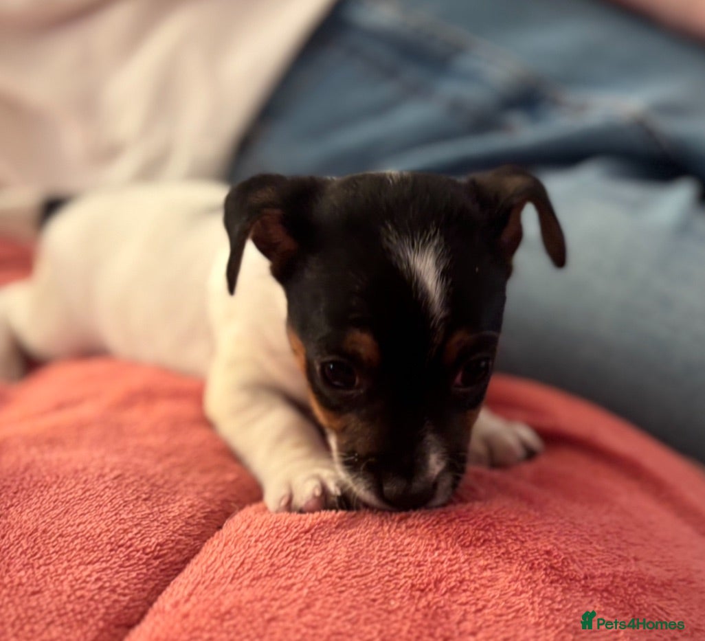 Jack Russell dogs CUTE Jack russel puppies great pedigree healthy  - Advert 4
