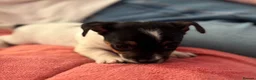 Jack Russell dogs for sale: CUTE Jack russel puppies great pedigree healthy  - Advert 11