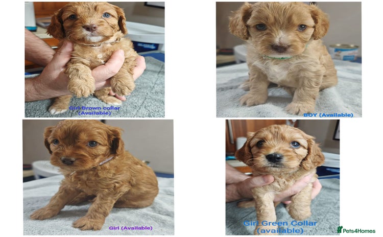 Cavapoo dogs - Advert 17