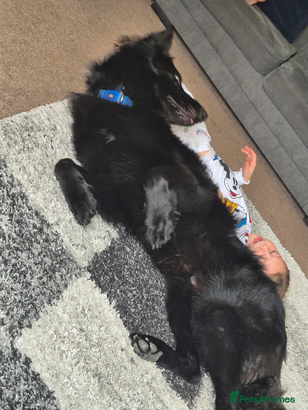 German Shepherd dogs for sale: Gorgeous KC registered German Shepard  - Image 5