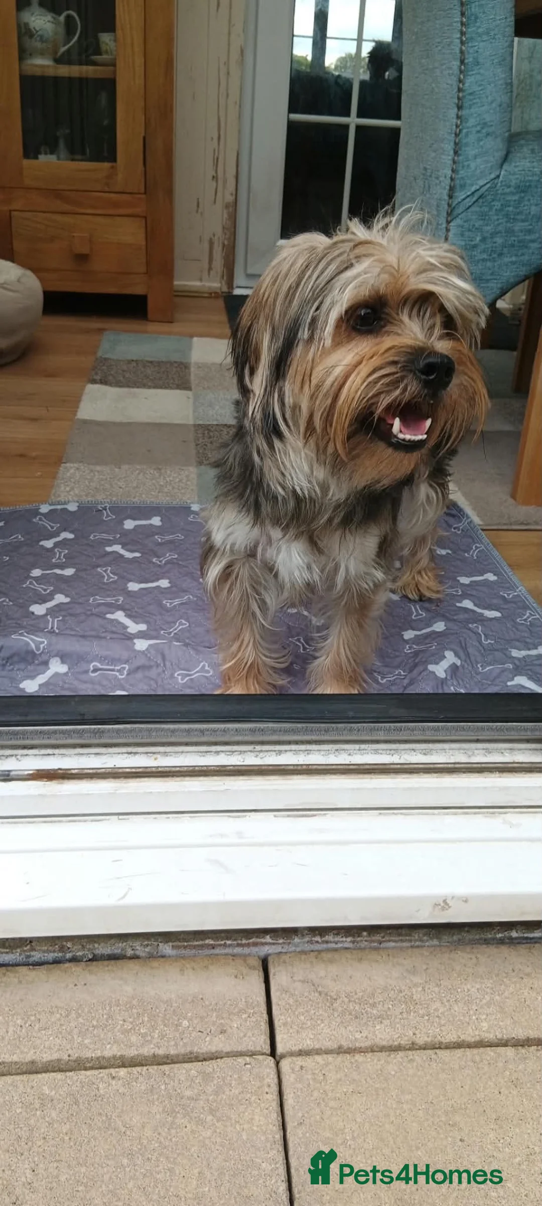 Yorkshire Terrier dogs for sale: Yorkshire terrier in Trowbridge - Advert 8